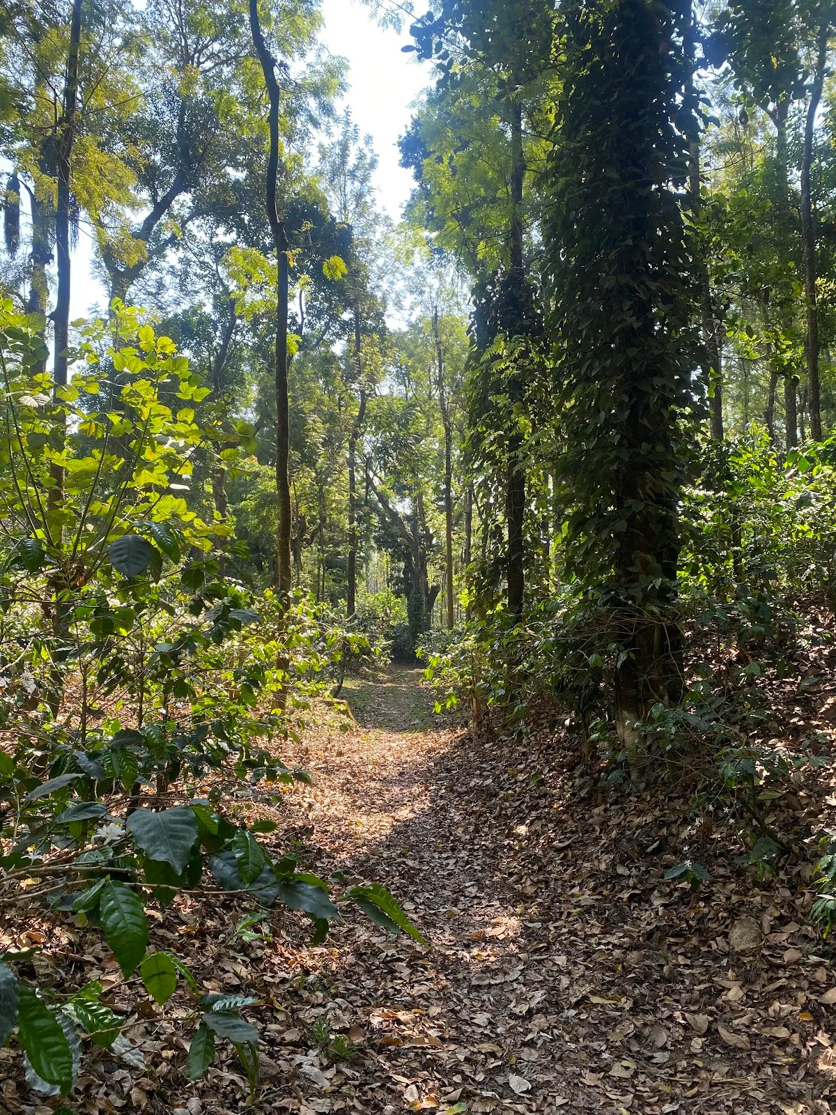 Chikmagalur Coffee Plantation Tour by V.S. Kumaran, Vijayapura